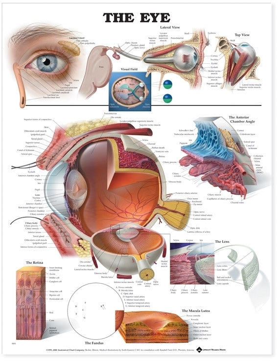 The Eye Anatomical Chart Laminated