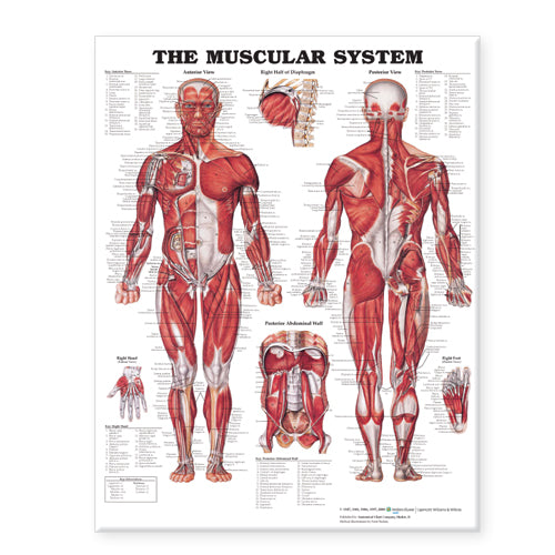 The Muscular System Giant Chart Laminated