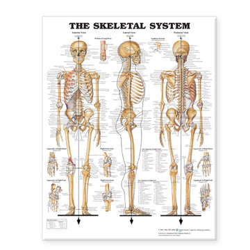 The Skeletal System Giant Chart Laminated