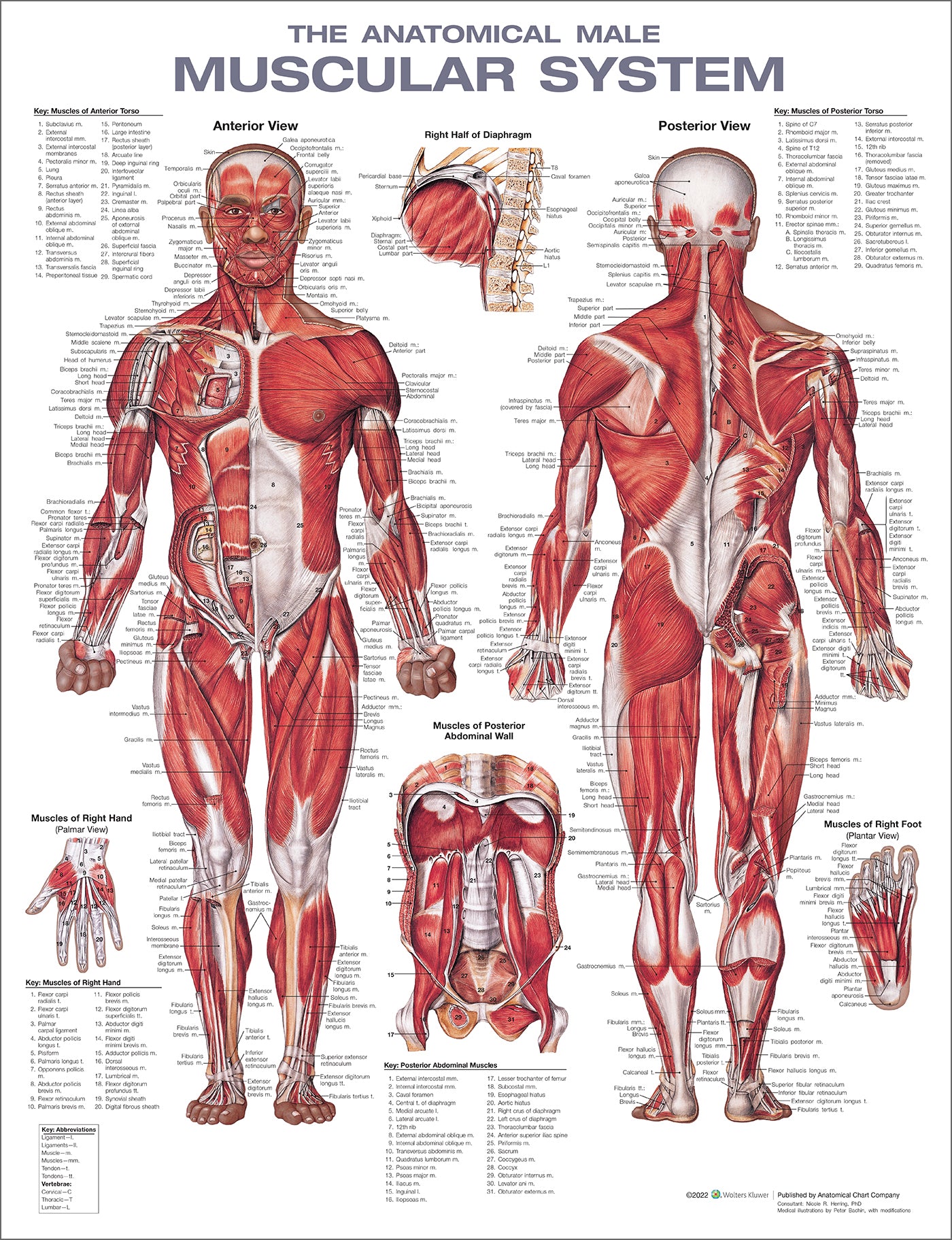 The Muscular System Anatomical Chart Laminated