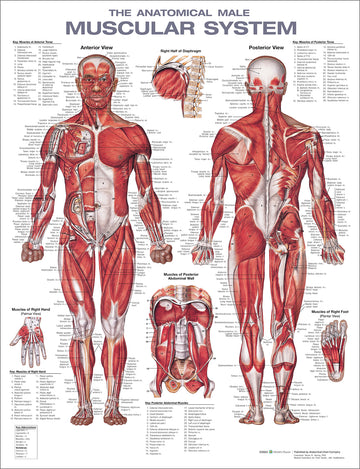 The Muscular System Anatomical Chart Laminated