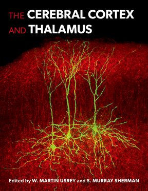 The Cerebral Cortex and Thalamus