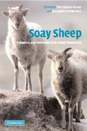 Soay Sheep