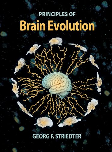 Principles Of Brain Evolution