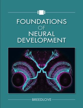 Foundations Of Neural Development