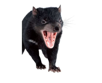 Steve Parish Australian National Etched Greeting Cards: Tasmanian Devil