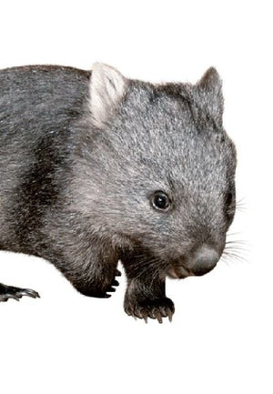 Steve Parish Australian National Etched Greeting Cards: Common Wombat