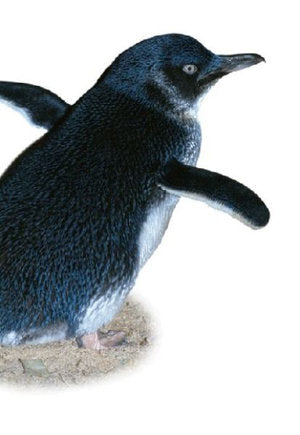 Steve Parish Australian National Etched Greeting Cards: Little Penguin