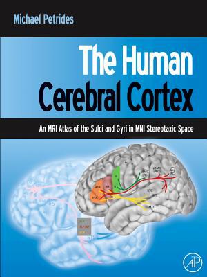 The Human Cerebral Cortex: An MRI Atlas of the Sulci and Gyri in MNI Stereotaxic Space