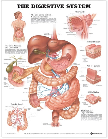The Digestive System Anatomical Chart Laminated