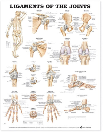 Ligaments of the Joints Anatomical Chart Paper Unmounted