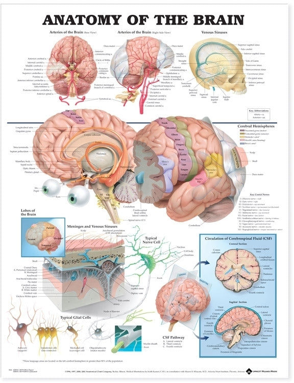 Anatomy of the Brain Anatomical Chart Laminated Book Land AU