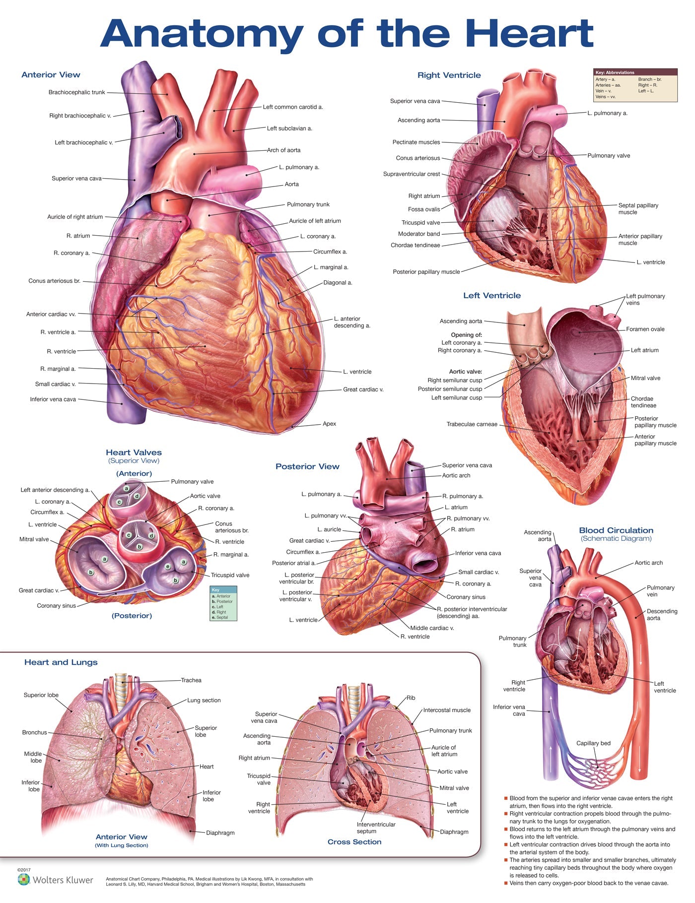 Anatomy of the Heart Book Land AU