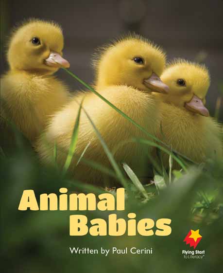 Animal Babies Book Land AU